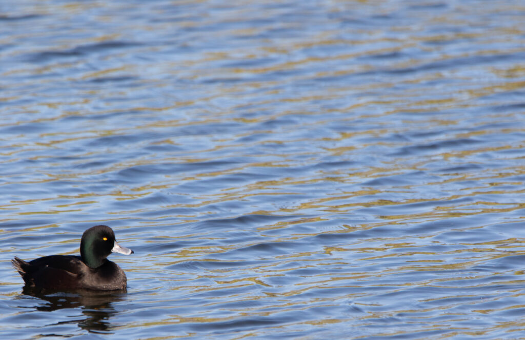 Fuligule de Nouvelle-Zélande (Aythya novaeseelandiae - New Zealand Scaup)