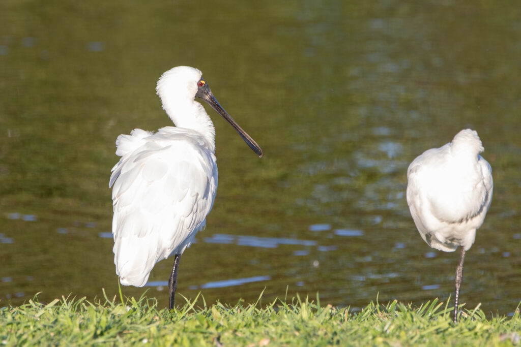 Spatule royale (Platalea regia - Royal Spoonbill)