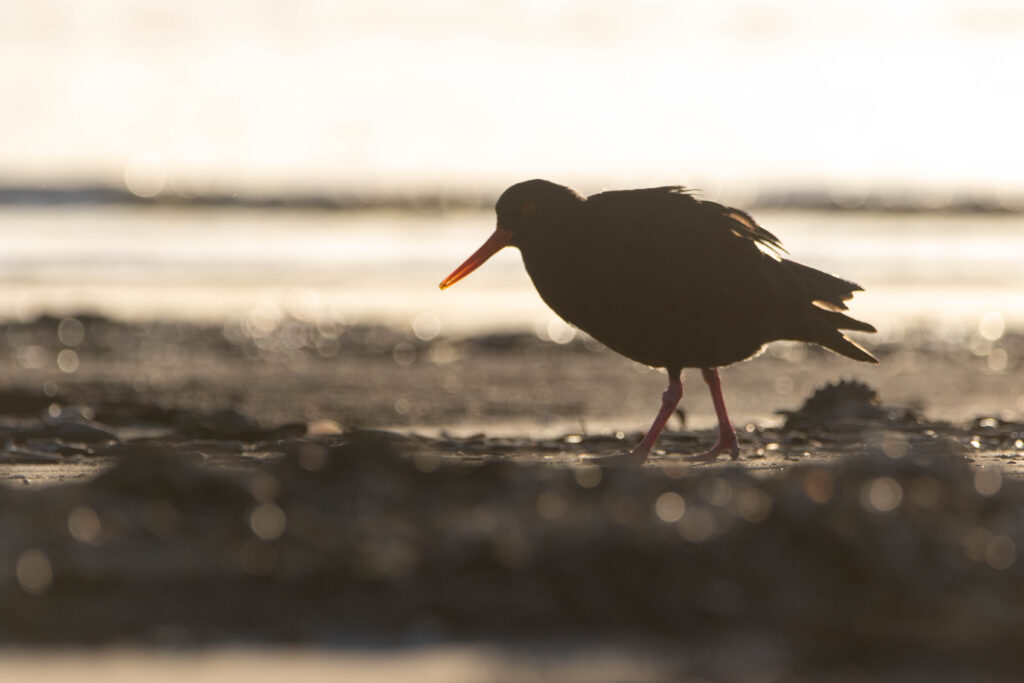 Huîtrier variable (Haematopus unicolor - Variable Oystercatcher) 6
