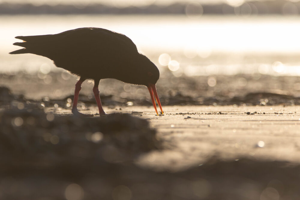 Huîtrier variable (Haematopus unicolor - Variable Oystercatcher) 5