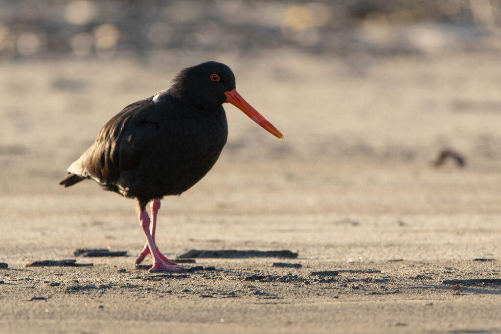 Huîtrier variable (Haematopus unicolor - Variable Oystercatcher) 2