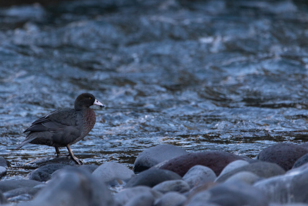 Canard bleu (Hymenolaimus malacorhynchos - Blue Duck) - Nouvelle-Zélande