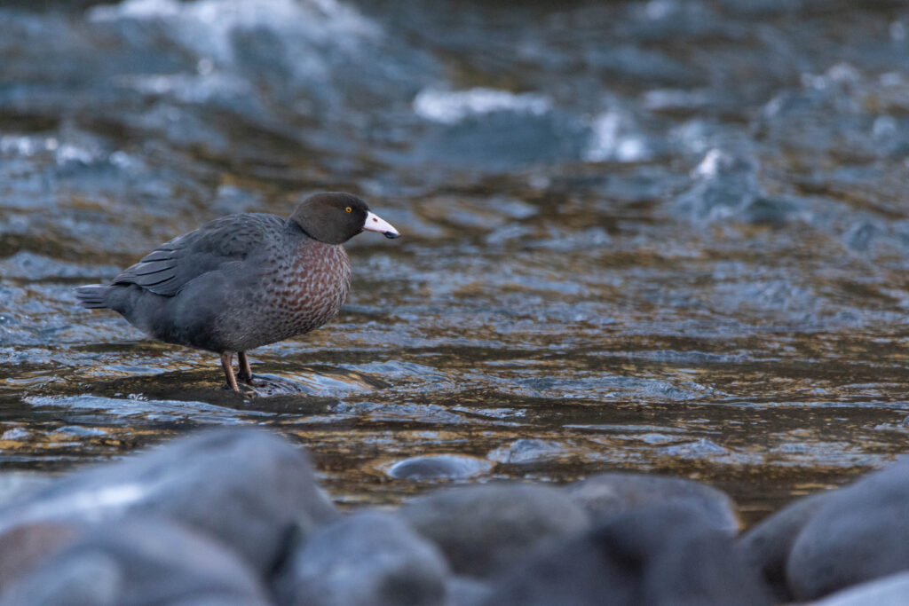 Canard bleu (Hymenolaimus malacorhynchos - Blue Duck)