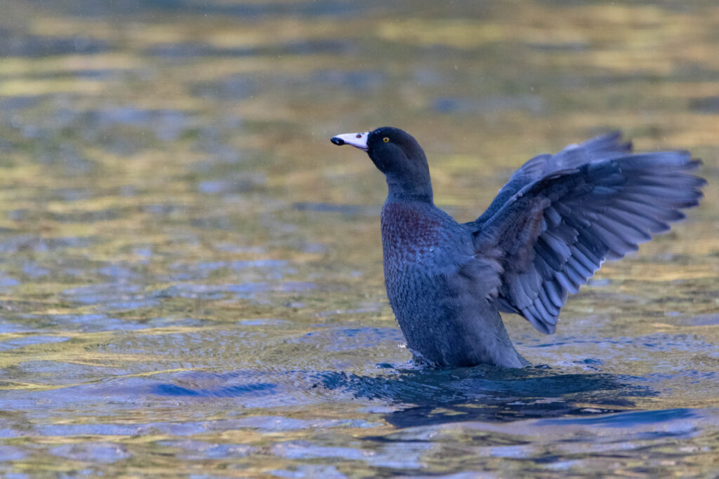 Canard bleu (Hymenolaimus malacorhynchos - Blue Duck) 3