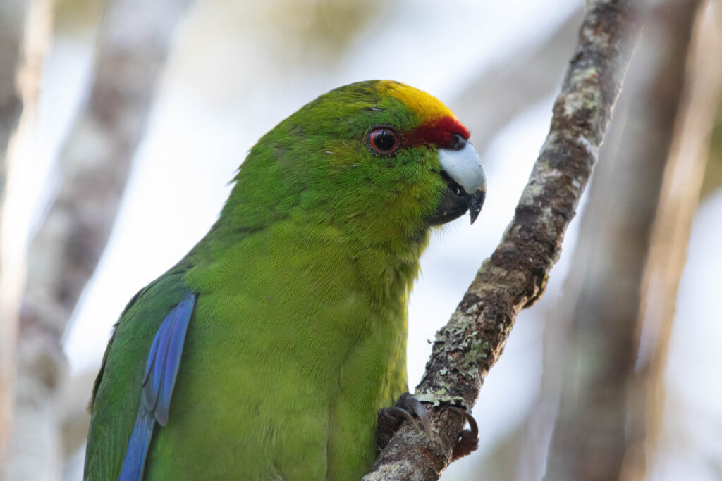 Perruche à tête d'or (Cyanoramphus auriceps - Yellow-crowned Parakeet)