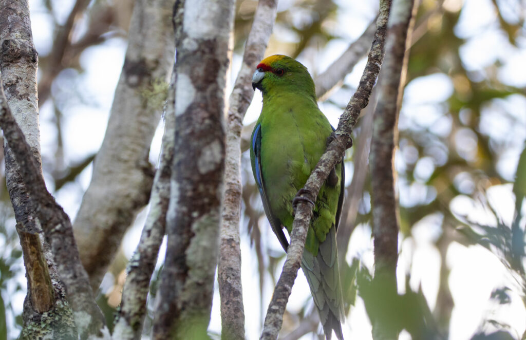 Perruche à tête d'or (Cyanoramphus auriceps - Yellow-crowned Parakeet) - Nouvelle Zélande