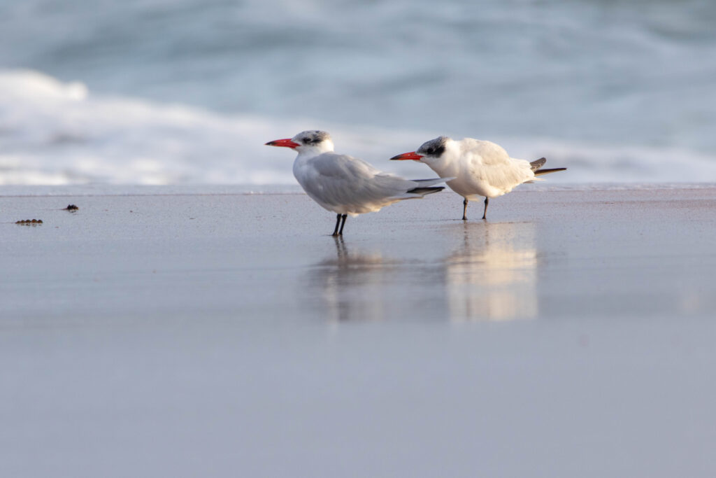 Sterne caspienne (Hydroprogne caspia - Caspian Tern)