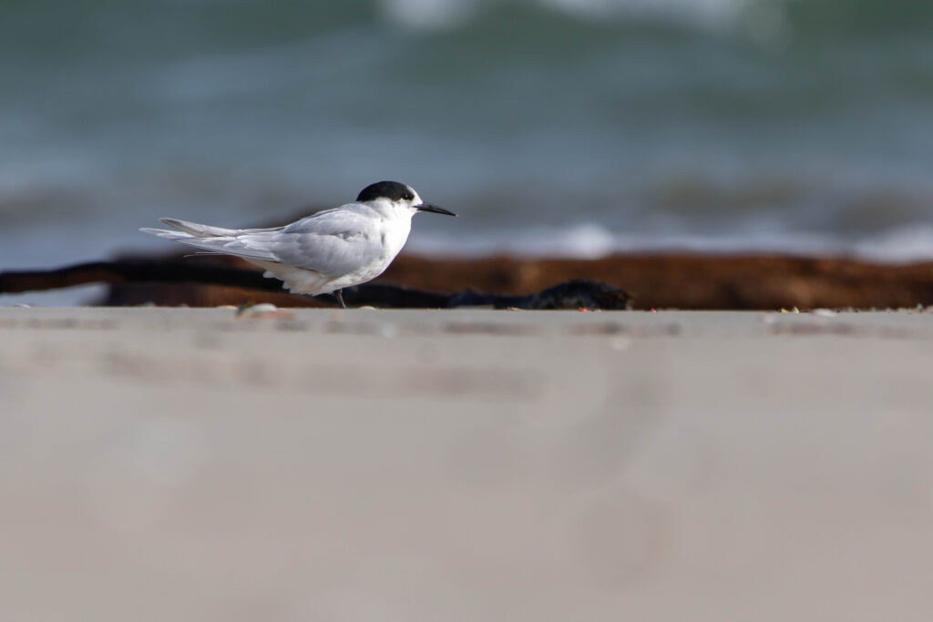 Sterne tara (Sterna striata - White-fronted Tern)