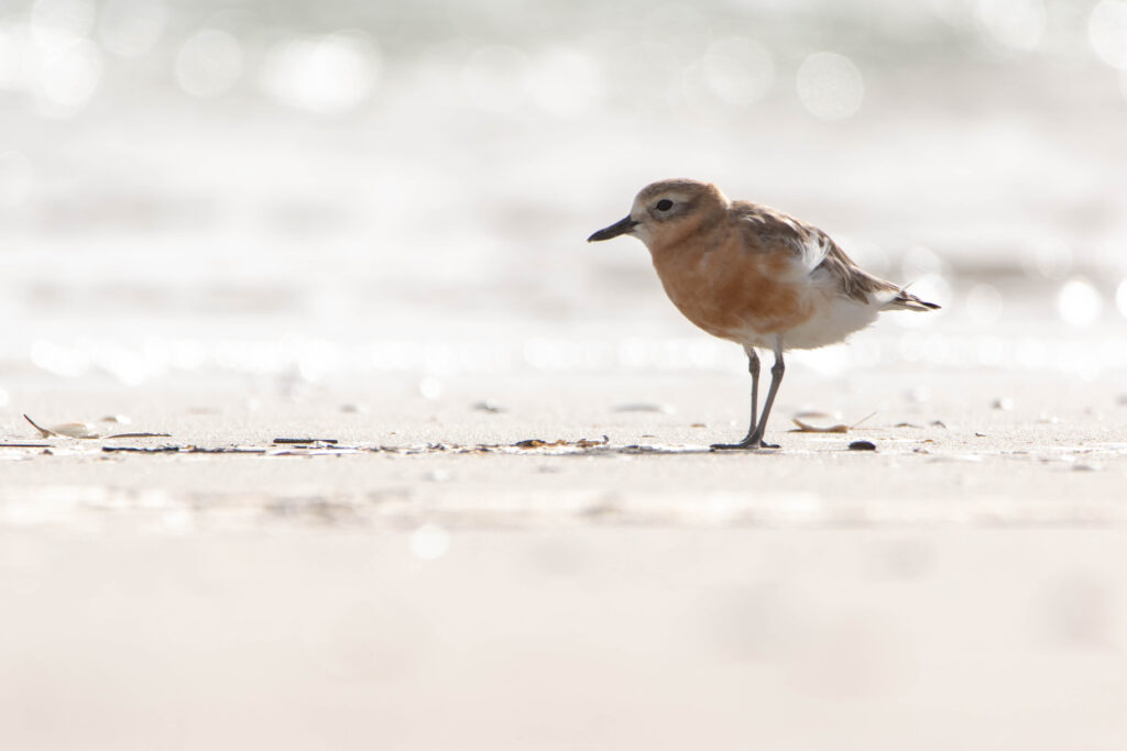 Gravelot roux (Anarhynchus obscurus - New Zealand Plover) 14