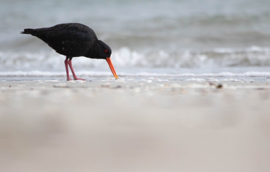 Huîtrier variable (Haematopus unicolor - Variable Oystercatcher)