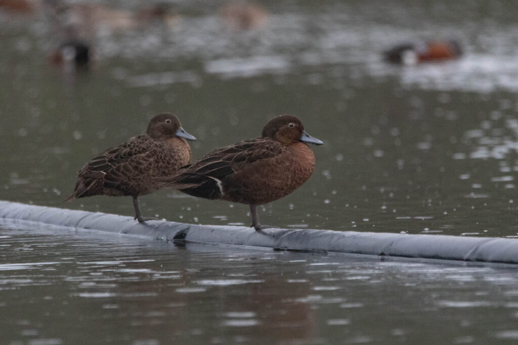 Sarcelle de Nouvelle-Zélande (Anas chlorotis - Brown Teal)