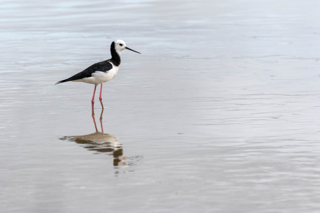 Echasse d'Australie (Himantopus leucocephalus - Pied Stilt)