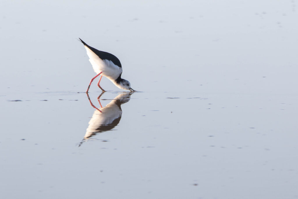Echasse d'Australie (Himantopus leucocephalus - Pied Stilt) - Nouvelle Zélande