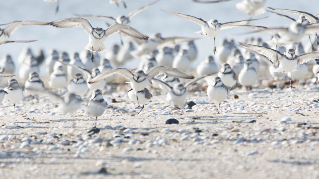 Pluviers anarhynques (Anarhynchus frontalis - Wrybill)