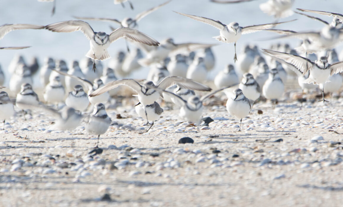 Pluviers anarhynques (Anarhynchus frontalis - Wrybill)