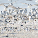 Pluviers anarhynques (Anarhynchus frontalis - Wrybill)