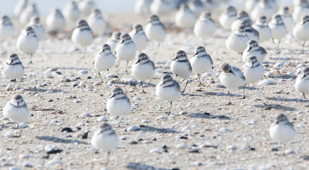 Pluviers anarhynques (Anarhynchus frontalis - Wrybill) 2