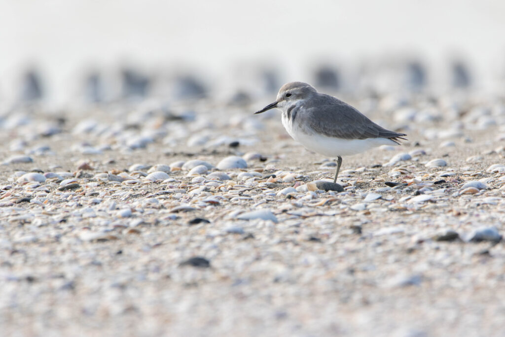 Pluvier anarhynque (Anarhynchus frontalis - Wrybill)