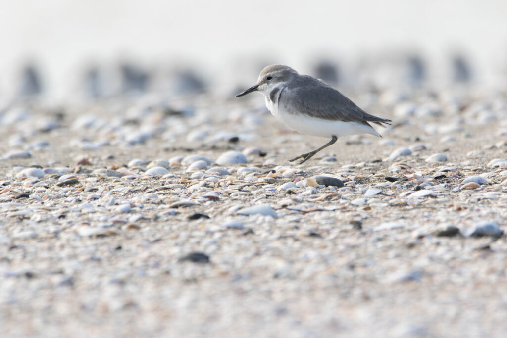 Pluvier anarhynque (Anarhynchus frontalis - Wrybill) Miranda