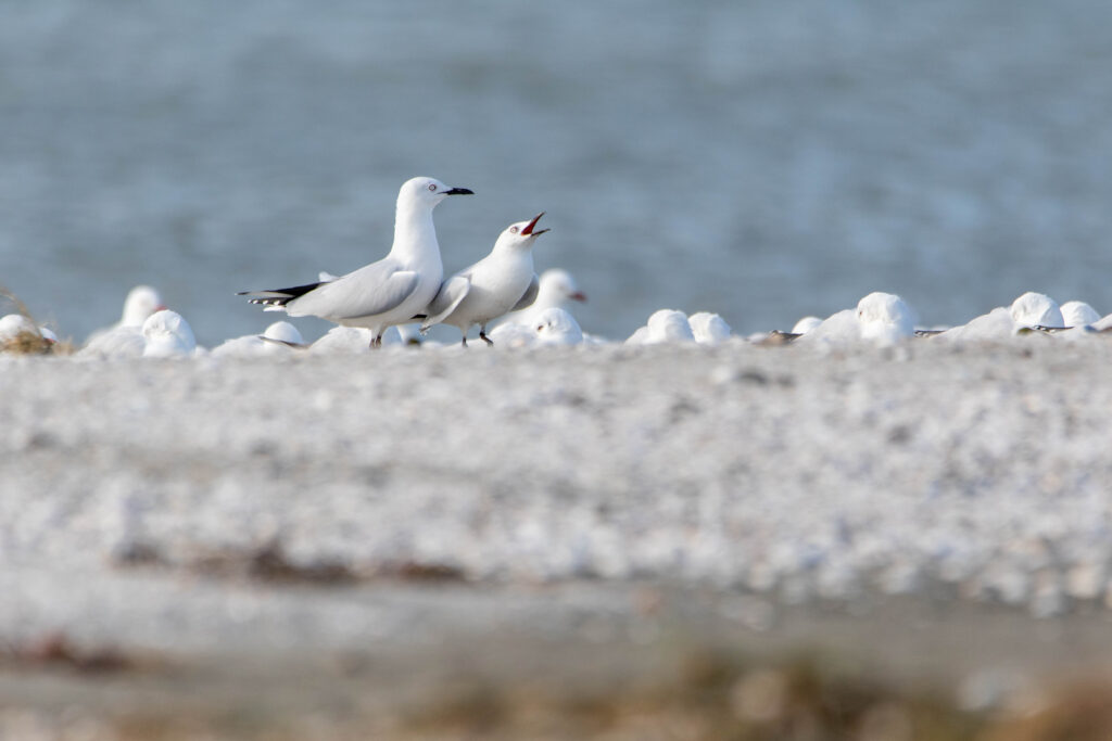 Mouette de Buller (Chroicocephalus bulleri - Black-billed Gull)