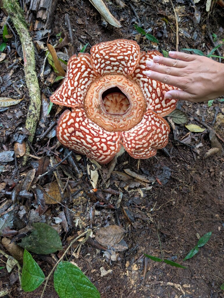 La taille de la Rafflesia