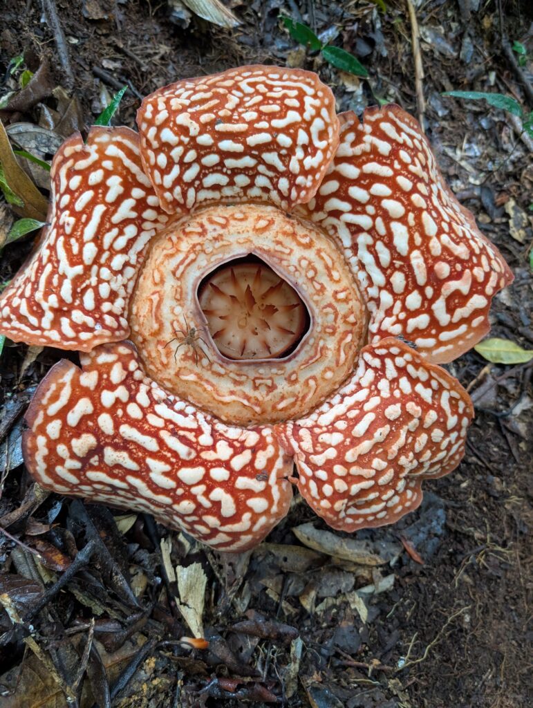 Rafflesia - Crocker Range