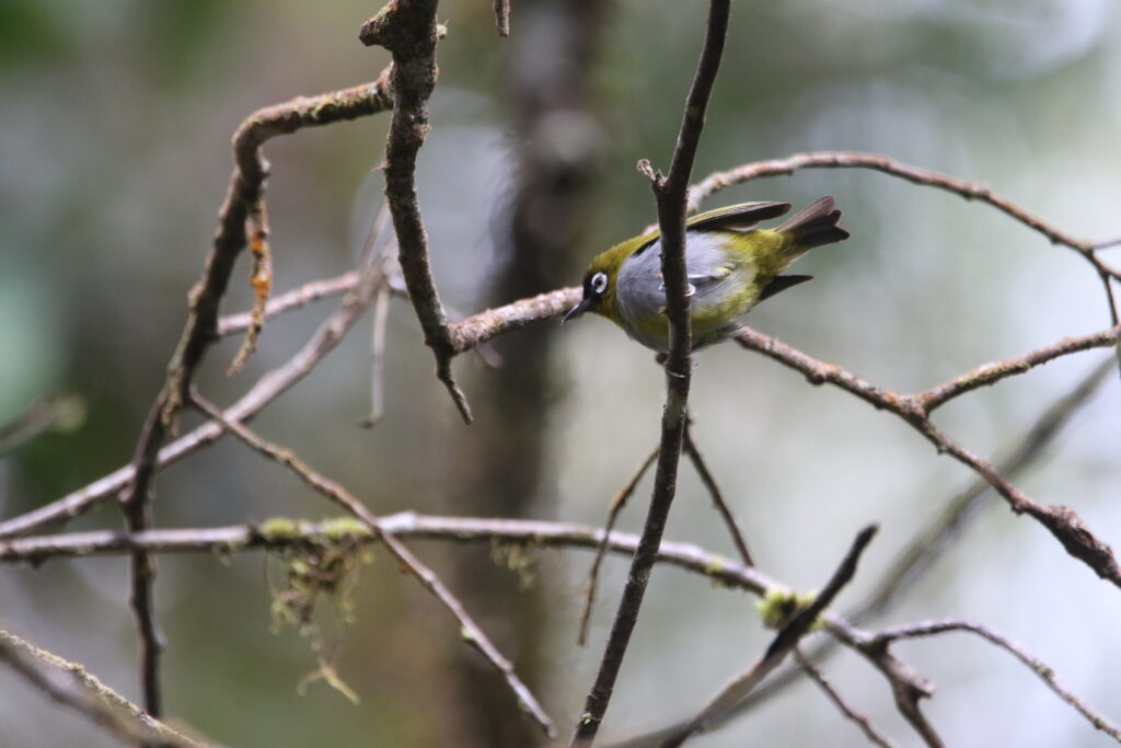 Zostérops à calotte noire (Zosterops atricapilla - Black-capped White-eye)