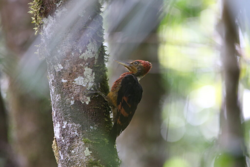 Pic vigoureux (Chrysocolaptes validus - Orange-backed Woodpecker)