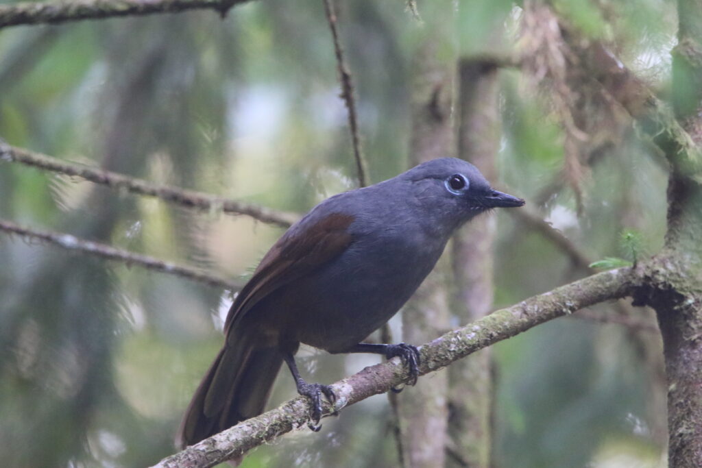 Garrulaxe mantelé (Garrulax palliatus - Sunda Laughingthrush) - Kinabalu Park