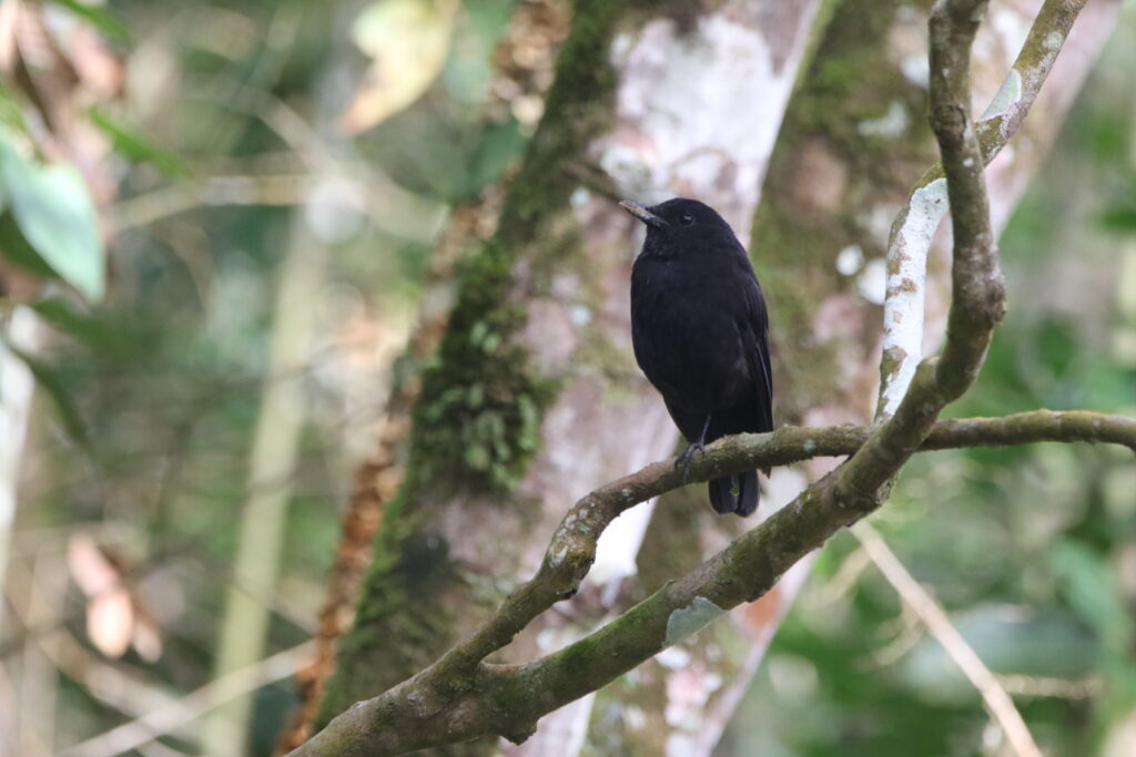 Arrenga de Bornéo (Myophonus borneensis - Bornean Whistling Thrush)
