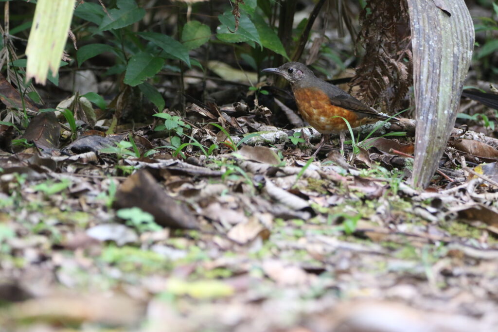 Grive d'Everett (Zoothera everetti - Everett's Thrush) - Kinabalu Park