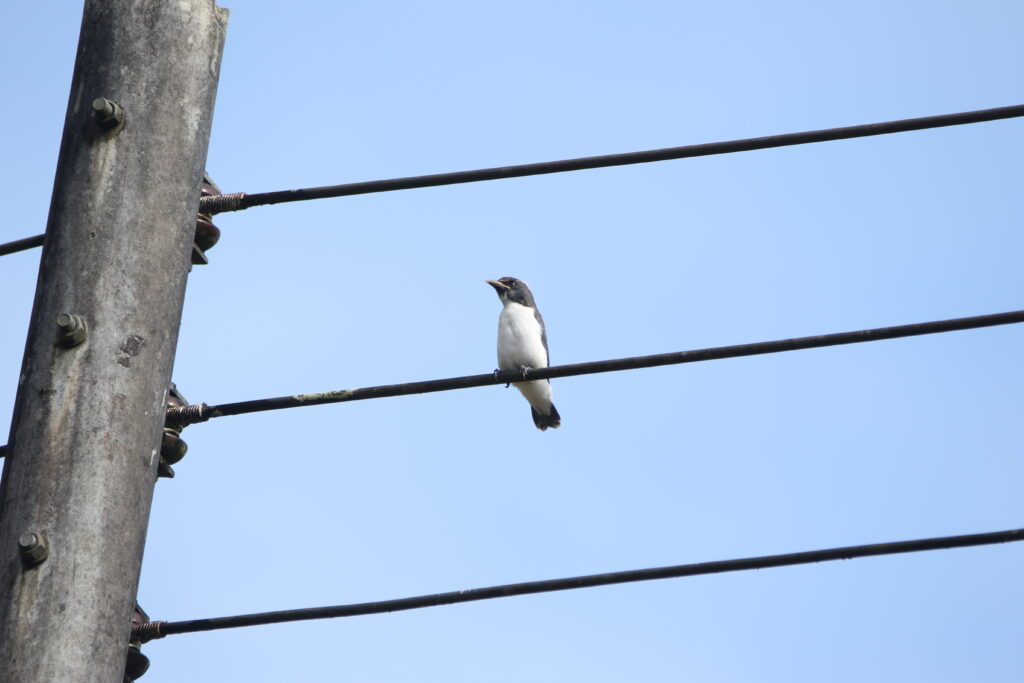 Langrayen à ventre blanc (Artamus leucorynchus - White-breasted Woodswallow)