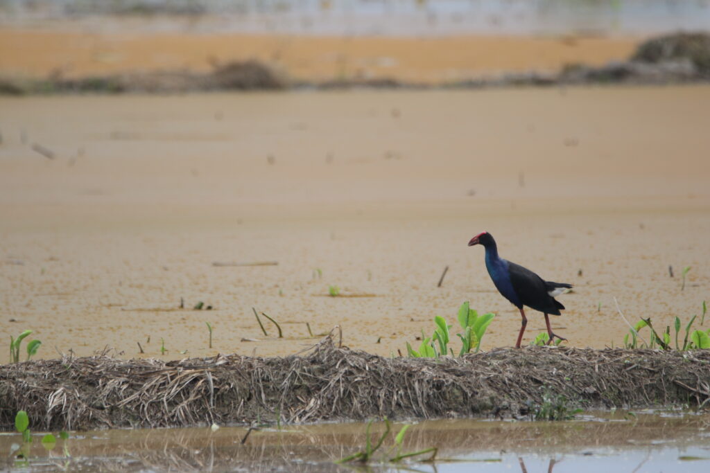 Talève de la sonde (Porphyrio indicus - Black-backed Swamphen)