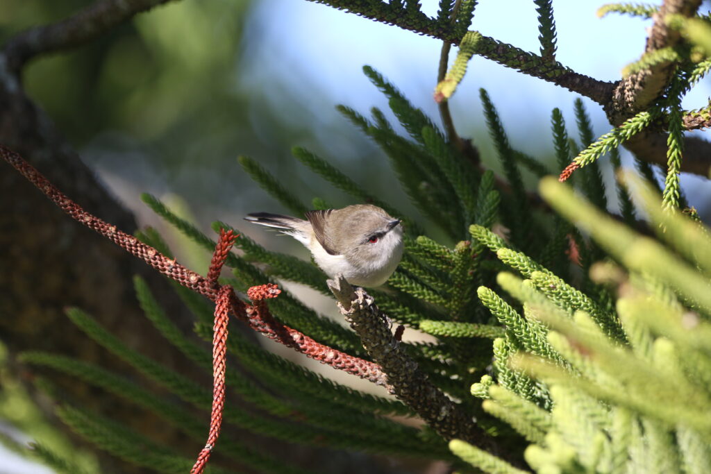 Gérygone de Nouvelle-Zélande (Gerygone igata - Grey Gerygone)