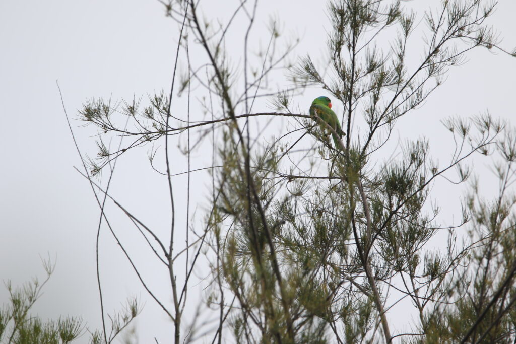 Perruche de Luçon (Tanygnathus lucionensis - Blue-naped Parrot) - Kota Kinabalu