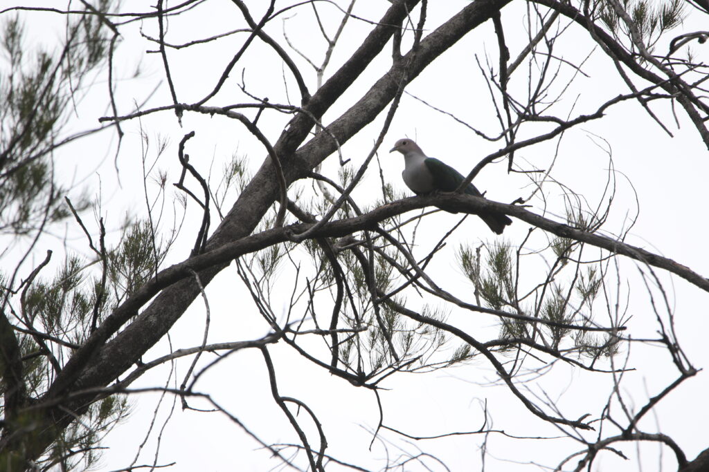 Carpophage de Pauline (Ducula aenea - Green Imperial Pigeon) - Kota Kinabalu