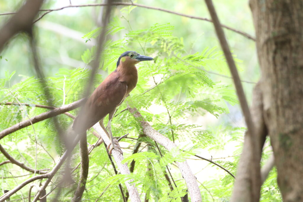 Bihoreau cannelle (Nycticorax caledonicus - Nankeen Night Heron) - Kota Kinabalu