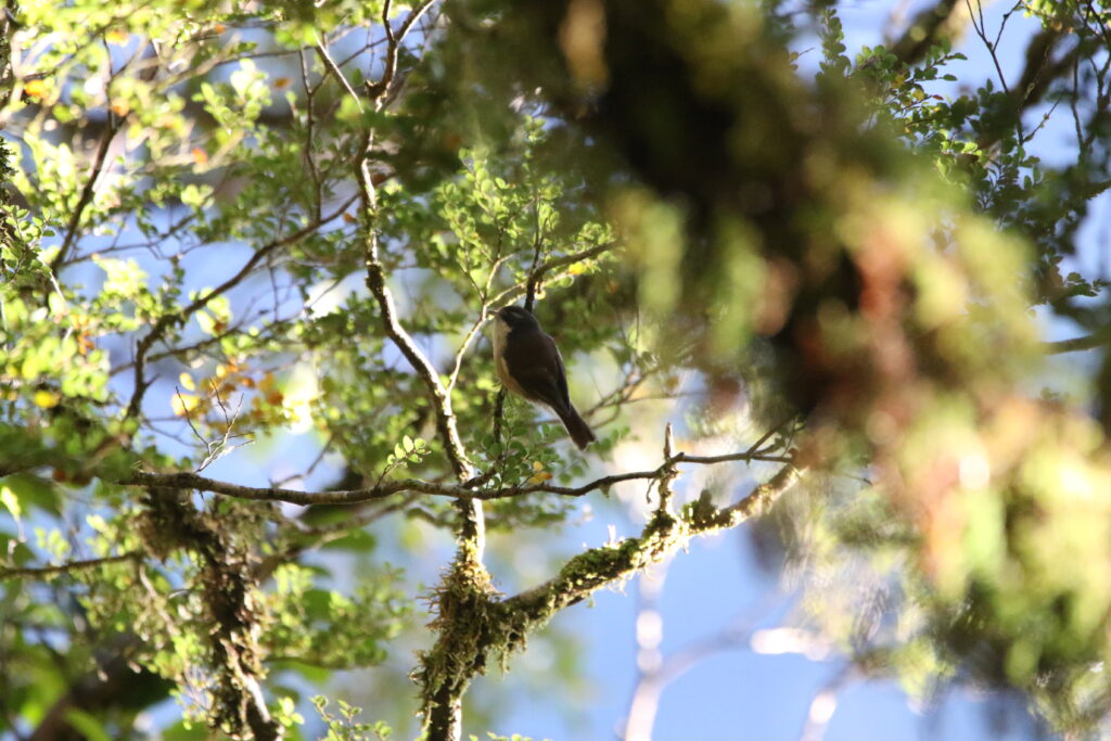 Mohoua pipipi (Mohoua novaeseelandiae - Pipipi)