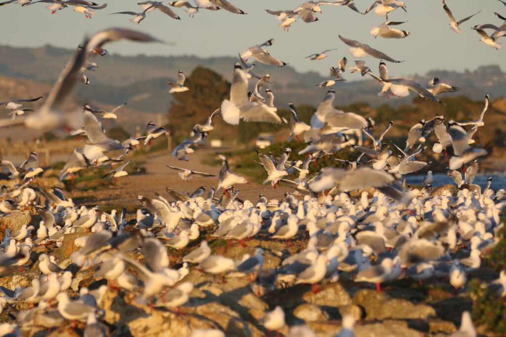 Mouettes argentées (Chroicocephalus novaehollandiae - Silver Gull)