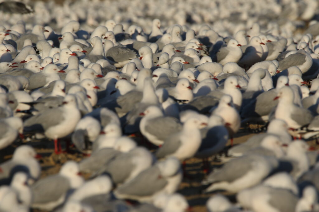 Mouettes argentées (Chroicocephalus novaehollandiae - Silver Gull) 2
