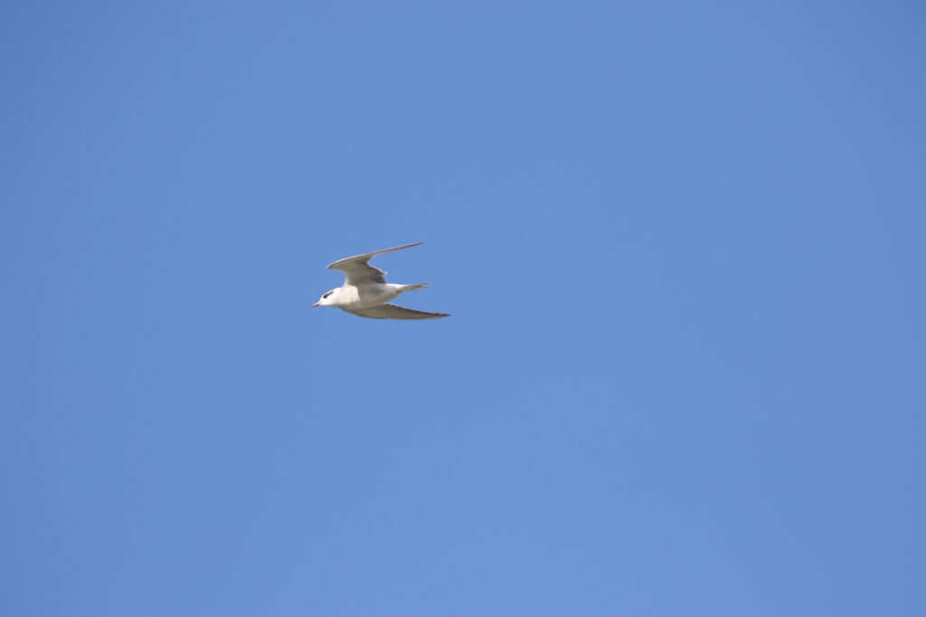 Guifette des galets (Chlidonias albostriatus - Black-fronted Tern)
