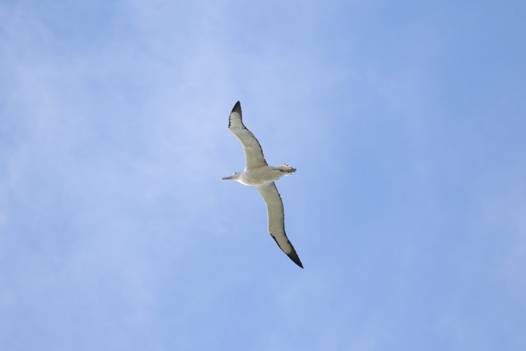 Albatros de Sanford (Diomedea sanfordi - Northern Royal Albatross) - flying