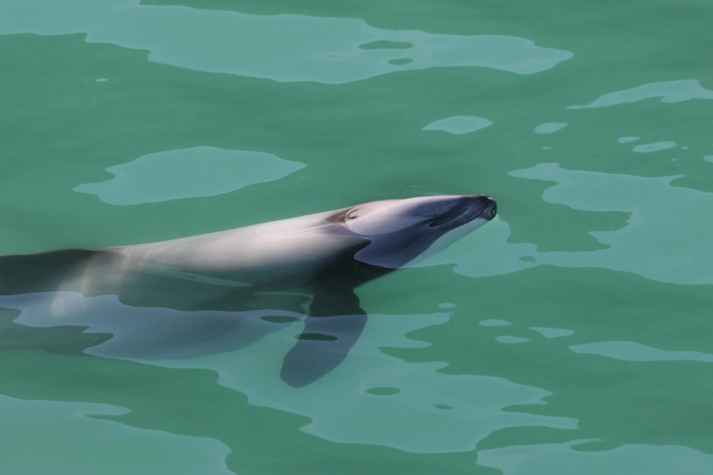 Dauphin d'Hector (Cephalorhynchus hectori - Hector's Dolphin)