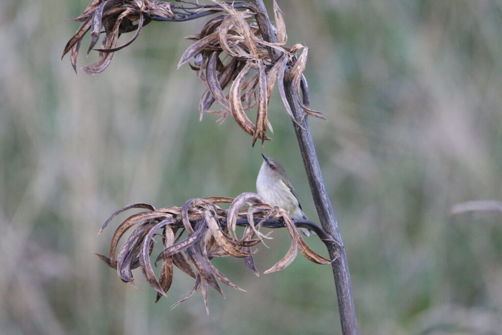 Gérygone de Nouvelle-Zélande (Gerygone igata - Grey Gerygone) 2