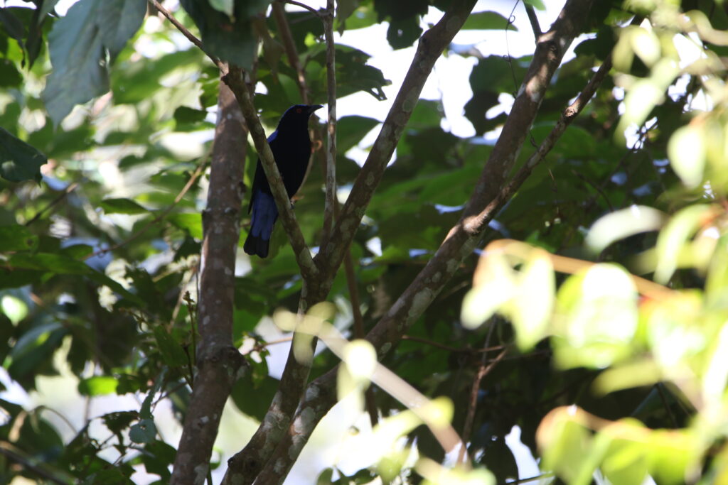 Irène vierge (Irena puella - Asian Fairy-bluebird)