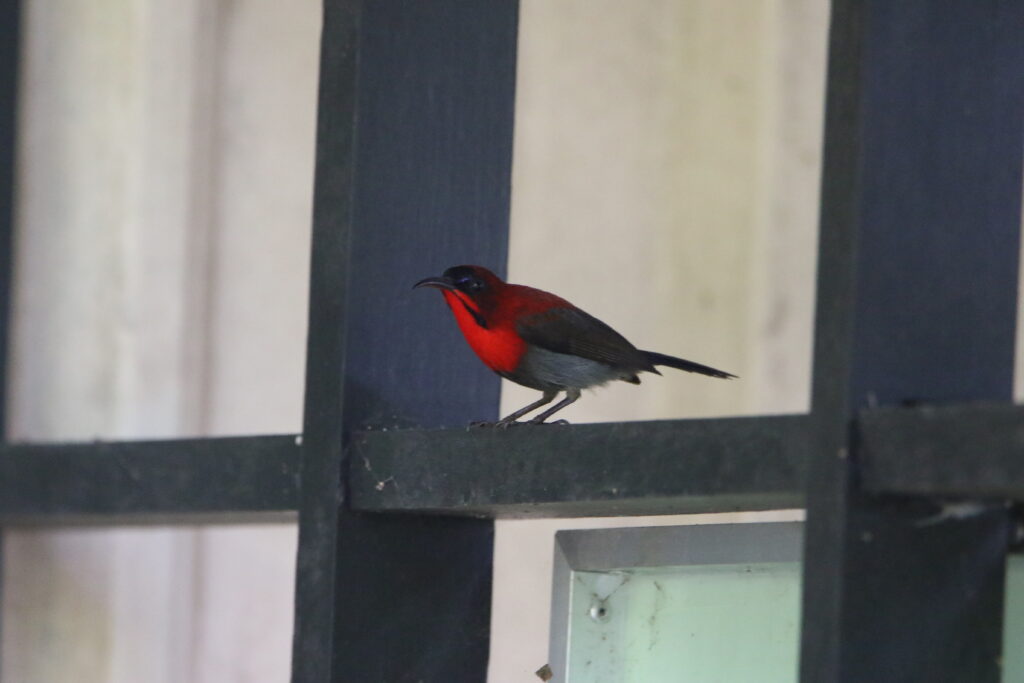 Souimanga siparaja (Aethopyga siparaja - Crimson Sunbird)