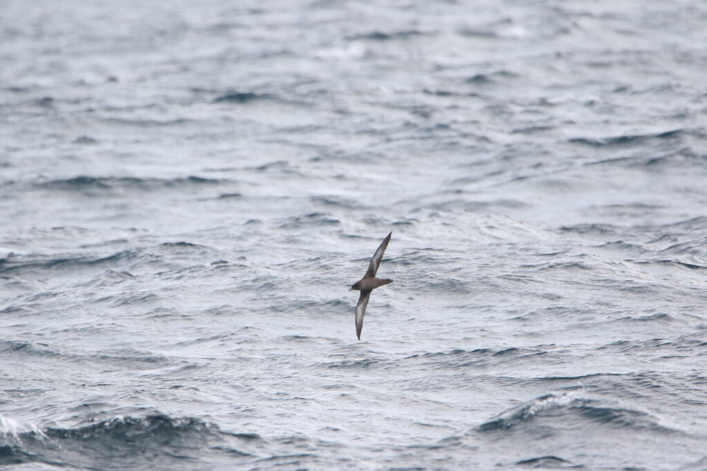 Puffin fuligineux (Ardenna grisea - Sooty Shearwater)