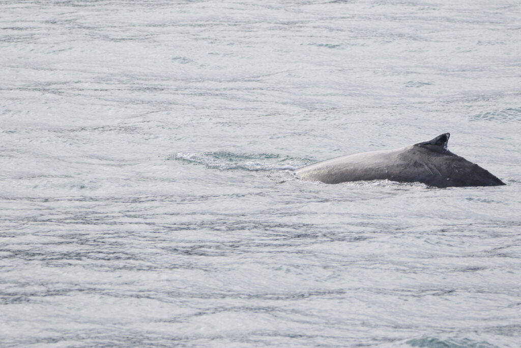 Baleine à bosse (Megaptera novaeangliae - Humpback Whale)
