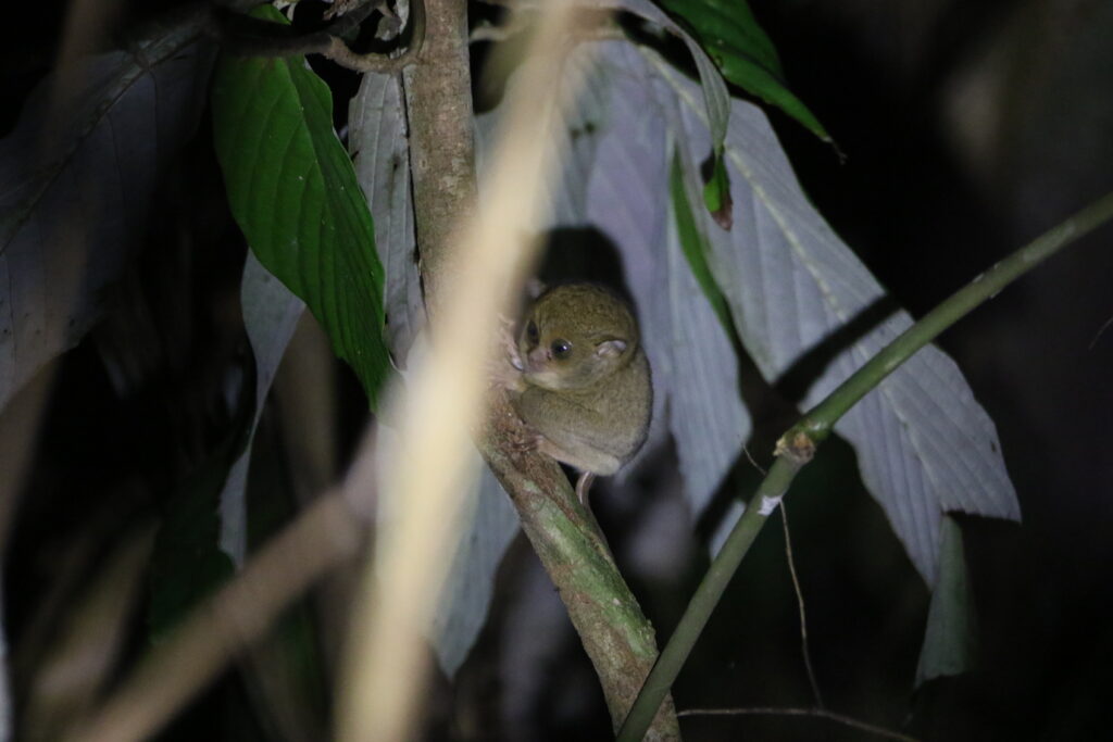 Tarsier de Bornéo (Cephalopachus bancanus - Hordsfield's Tarsier)