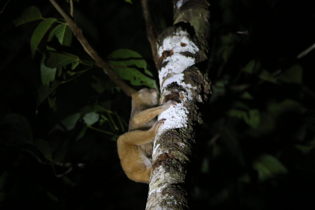 Loris lent (Nycticebus borneanus - Bornean Slow Loris)